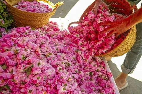 تصویر 1 از خرید و قیمت گلاب طبیعی + فروش عمده